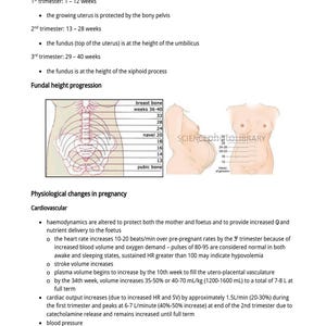 Peut inclure: Sch&eacute;ma m&eacute;dical sur l'obst&eacute;trique, pr&eacute;sentant les p&eacute;riodes de trimestre, la progression de la hauteur fundique et les changements physiologiques pendant la grossesse. L'image comprend du texte et des dessins anatomiques.