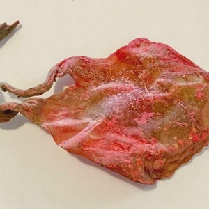 May include: A dried, textured object with a reddish-pink hue and a light brown base. The object has an irregular shape with a protruding, branch-like appendage. The surface appears to have a slightly granular texture.