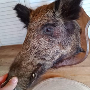Naturalized wild boar trophy on wooden panel, old, vintage