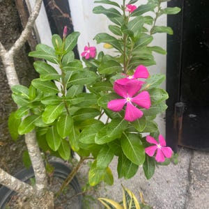 以下が含まれることがあります： 鮮やかなピンク色の花と緑豊かな葉を持つ植物。5枚の花びらを持つ花は満開で、緑の葉と対照的です。植物は黒い鉢に入っており、左側に木の幹があります。