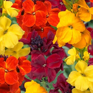 Wallflower Passionsblomma Mix Frön | Rödorange Tvååriga Blommor, Pollinatorträdgård
