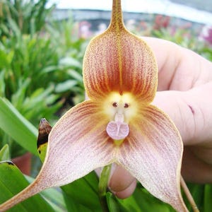 Monkey Face Orchid Seeds | Rare Dracula Simia, Exotic Home Garden (50pcs Mix)