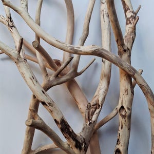 Pode incluir: Uma coleção de ramos de madeira flutuante claros e lisos com nós naturais, espessuras variáveis e marcas castanho-escuras. Os ramos estão dispostos num padrão sobreposto e emaranhado, exibindo curvas orgânicas e veios de madeira texturizados.