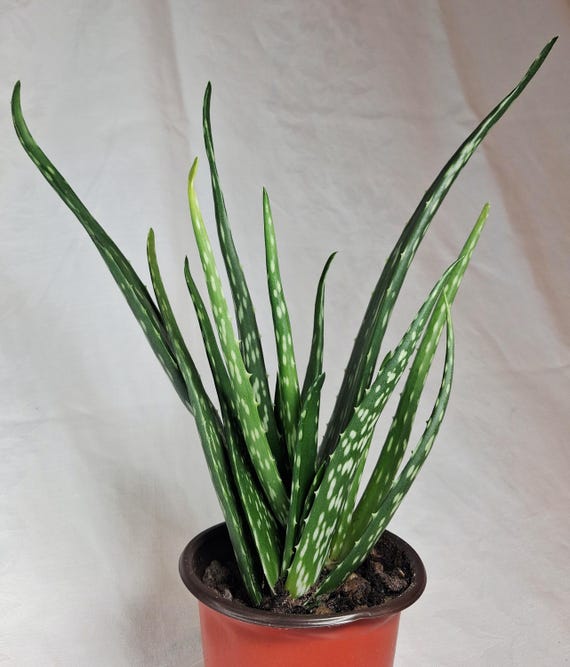 Aloe Vera Pflanze  Sukkulente Zimmerpflanze, pflegeleicht, grn,  dekorativ, Geschenk, Bro, Fensterbank, Pflanzenliebhaber - Etsy sterreich