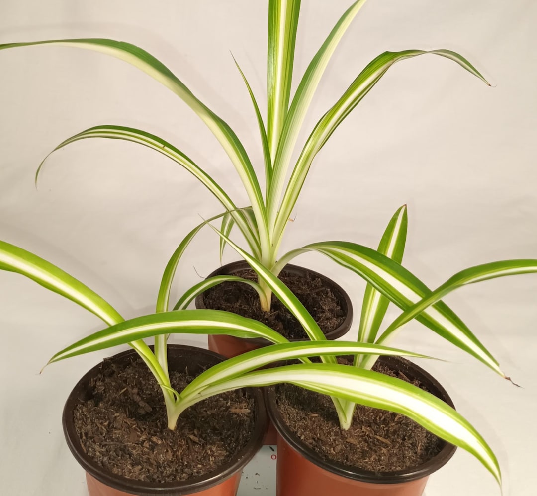 Grnlilie Jungpflanze im Topf  Spider Plant, pflegeleichte Zimmerpflanze,  Hngepflanze, grn, Dekoration, Luftreiniger, Geschenk, Pflanzend - Etsy.de