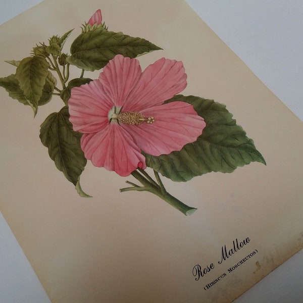 American Wildflower Print, frameable art, SMITHSONIAN Institution Collection