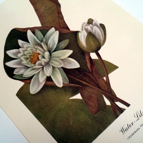 American Wildflower Print, frameable art, Botanical art, SMITHSONIAN Institution Collection