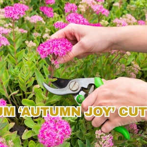 Sedum ‘Autumn Joy’ Cutting – Hardy Stonecrop Succulent, Easy Care Drought Tolerant Garden Plant, Perennial Pollinator Friendly