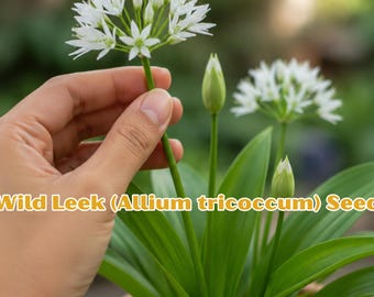 Wild Leek Ramps Seeds | Allium tricoccum Heirloom Vegetable