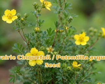 500 Prairie Cinquefoil Seeds - Potentilla arguta Wildflower Seeds, Native Perennial, Pollinator Garden, White Bloom