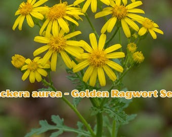 Packera aurea Golden Ragwort Seeds | Native Yellow Daisy Wildflower, Pollinator Friendly Perennial Plant