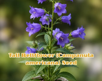 Tall Bellflower Seeds – Native Blue Wildflower, Pollinator Garden Plant