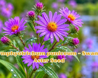 Swamp Aster Seeds – Symphyotrichum puniceum Native Perennial Wildflower