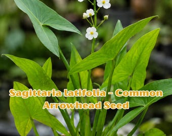 Sagittaria latifolia Seeds | Common Arrowhead, Duck Potato | Aquatic Pond Plant