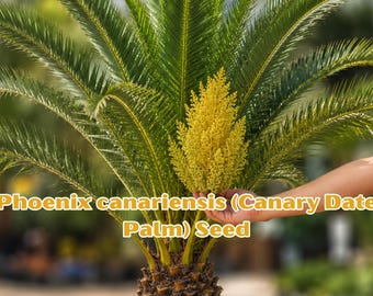 Phoenix canariensis Seeds, Canary Date Palm, Ornamental Tropical Tree, Exotic Palm Seed