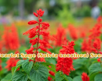 Scarlet Sage Seeds (Salvia coccinea) – Hummingbird, Butterfly Garden Flower