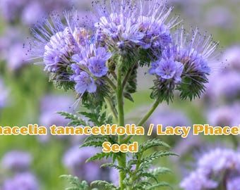 Lacy Phacelia Seeds: Bee Friendly Purple Bloom Wildflower (100 Seeds)