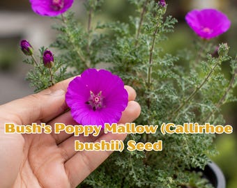Bush's Poppy Mallow Seeds | Rare Native Wildflower, Drought Tolerant Perennial Ground Cover