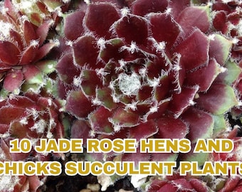 10 Jade Rose Hens and Chicks Succulents: Cold Hardy Sempervivum