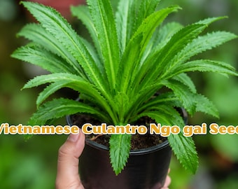 Vietnamese Culantro Ngo Gai Seeds | Sawtooth Herb, Cilantro Substitute, Tropical Garden