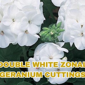 Double White Geranium Cuttings: Zonal Pelargonium, Garden Ready