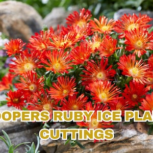 May include: A cluster of vibrant red and orange Cooper's Ruby Ice Plant flowers with yellow centers and succulent green leaves. The text COOPERS RUBY ICE PLANT CUTTINGS is overlaid in bold yellow letters across the lower portion of the image.