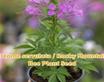 Cleome Serrulata Rocky Mountain Bee Plant Seeds | Purple Wildflower, Pollinator Garden