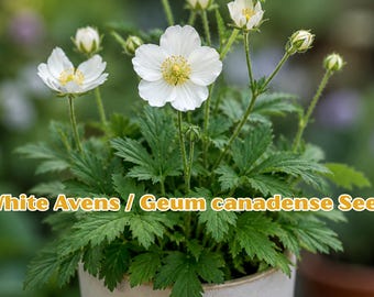 White Avens Seeds | Geum canadense Native Wildflower | Pollinator Garden Perennial