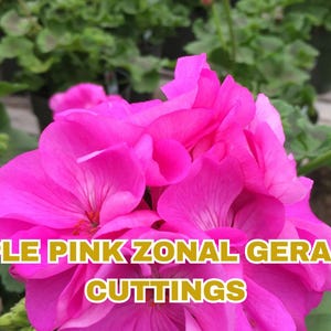 12 Purple-Pink Zonal Geranium Cuttings: Pelargonium Starter Plants