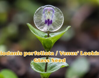 Venus\' Looking Glass Seeds | Triodanis perfoliata, Purple-Blue Wildflower, Pollinator Garden