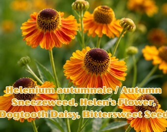 Helenium Autumnale Seeds | Autumn Sneezeweed, Helen's Flower, Dogtooth Daisy, Bittersweet Wildflower