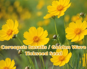Coreopsis basalis Seeds: Golden Wave Tickseed Wildflower for Butterfly Gardens