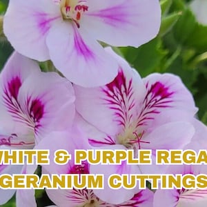 Regal Geranium Cuttings: White & Purple Ruffled Blooms, Hardy Starter Plant