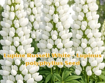 White Russell Lupine Seeds | Lupinus Polyphyllus Perennial Flower Plant (20 pcs)