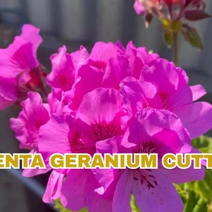 3 Magenta Geranium Cuttings 6", Bright Zonal Pelargonium, Live Starter Plants, Hardy Blooms, Easy to Grow