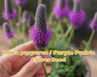 Dalea purpurea Seeds: Purple Prairie Clover for Pollinator Gardens, Drought Tolerant Wildflower