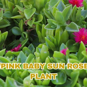 20 Baby Sun Rose Cuttings: Red/Pink Aptenia Cordifolia, Drought Tolerant
