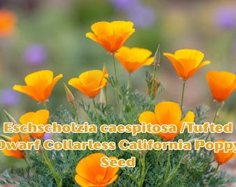 100 Seeds Eschscholzia caespitosa, Tufted Dwarf California Poppy, Wildflower Seeds