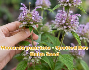 Spotted Bee Balm Seeds | Native Pollinator Friendly Herb, Drought Tolerant Wildflower