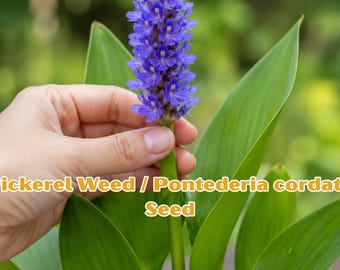 10 Seeds Pickerel Weed / Pontederia cordata Seeds / Aquatic Pond Flower Plant / Water Garden Marginal Plant / Blue Bloom Wetland Plant