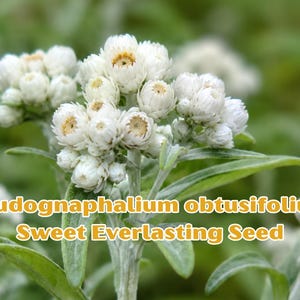 Rabbit Tobacco Seeds