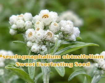 500 Seeds Pseudognaphalium obtusifolium – Sweet Everlasting Seeds – Rabbit Tobacco – Native Wildflower