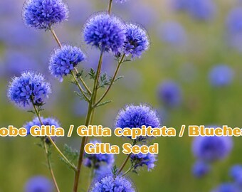 Globe Gilia Seeds: Bluehead Wildflower, Pollinator Garden Cut Flower