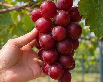 Rare Japanese Ruby Roman Grape Vine, Live Sweet Red Fruit Plant