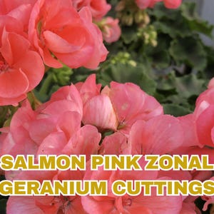 Salmon Pink Geranium Cuttings: Easy-Grow Zonal Pelargonium, 8&quot; Starter Plants