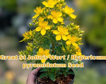 St John's Wort Seeds | Hypericum pyramidatum Perennial Wildflower, Pollinator Friendly