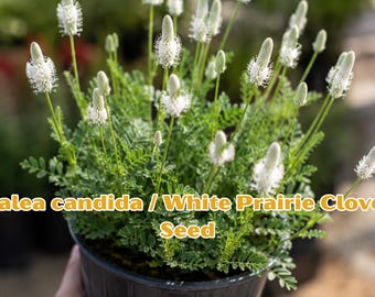 Dalea candida Seeds: White Prairie Clover, Native Perennial Wildflower, Drought Tolerant, Pollinator Plant