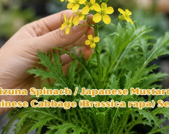 Heirloom Mizuna Spinach Seeds, Japanese Mustard Greens, Asian Vegetable Garden