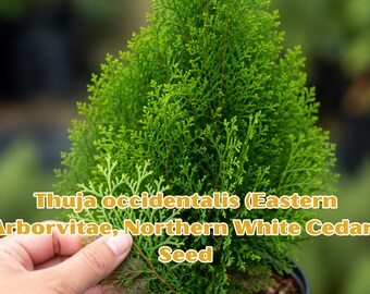 Thuja Occidentalis Seeds | Eastern Arborvitae, Northern White Cedar | Privacy Hedge, Bonsai Conifer