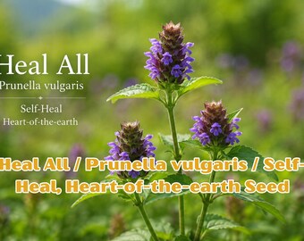 100 Seeds Heal All / Prunella vulgaris / Self-Heal Seeds | Heart-of-the-Earth Herb | Medicinal Wildflower Garden Plant